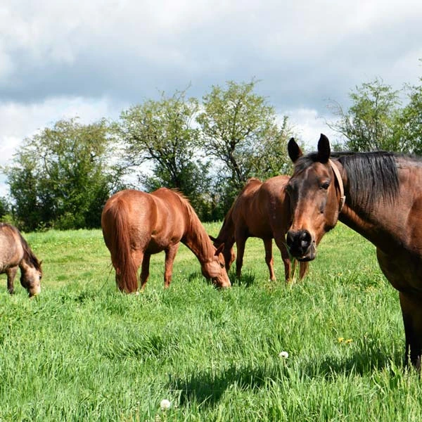 Pension pour chevaux à Bressolles, Allier